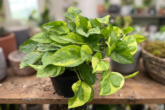 Pothos Lemon Meringue