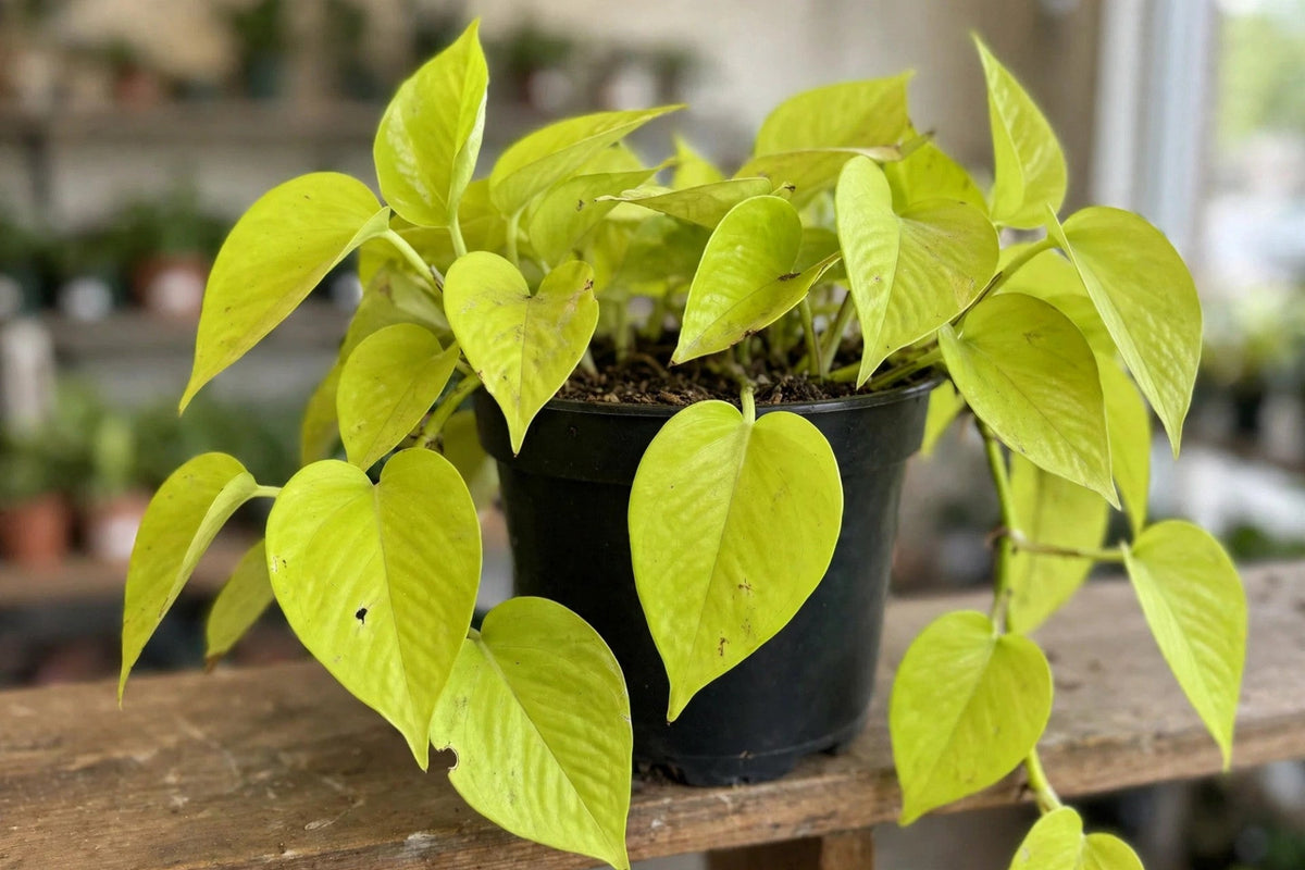 Pothos Neon