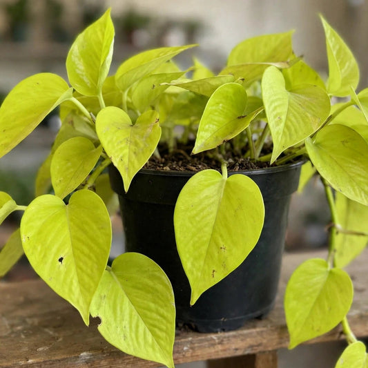 Pothos Neon