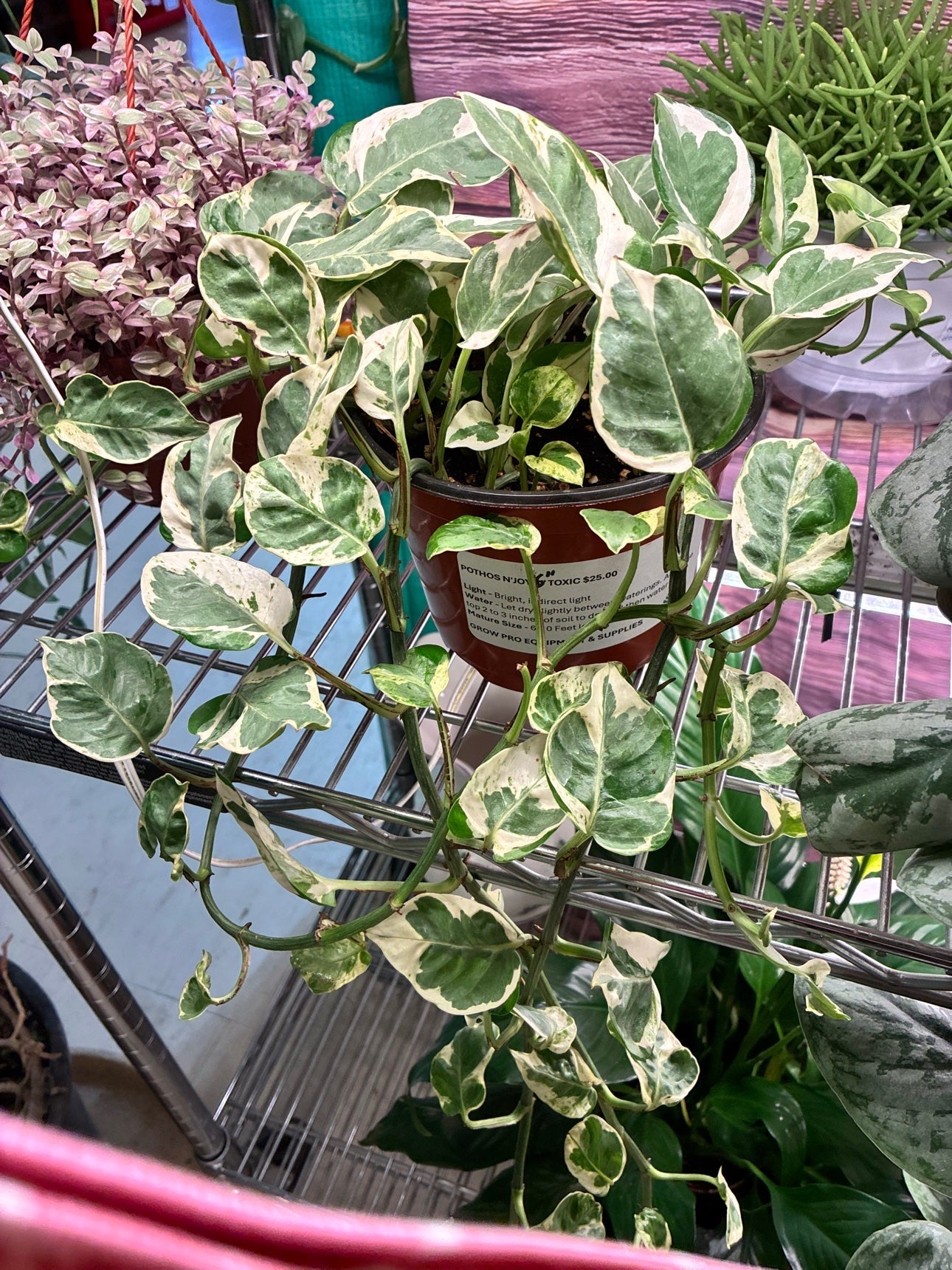 Pothos N'Joy 6 inch at the Grow Pro booth
