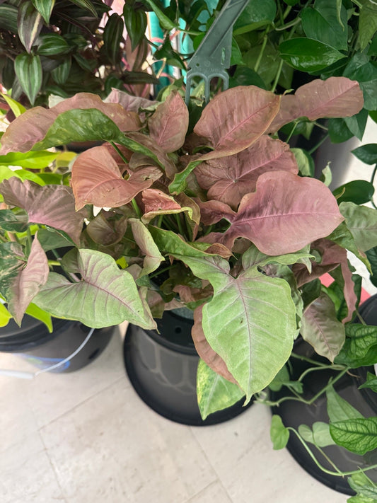 Syngonium Neon Robusta 8' HB - real photo from the booth