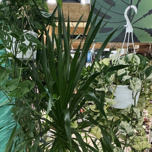 Dracaena Tarzan tree at the Grow Pro booth