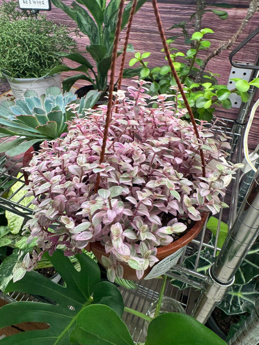 Tradescantia  Callisia Repens HB 6' Pink Panther' - Toxic - real photo from the booth