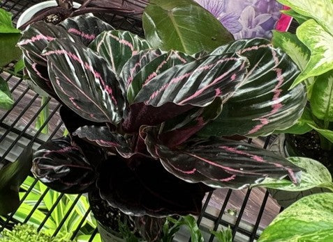 Calathea Dottie at the Grow Pro booth