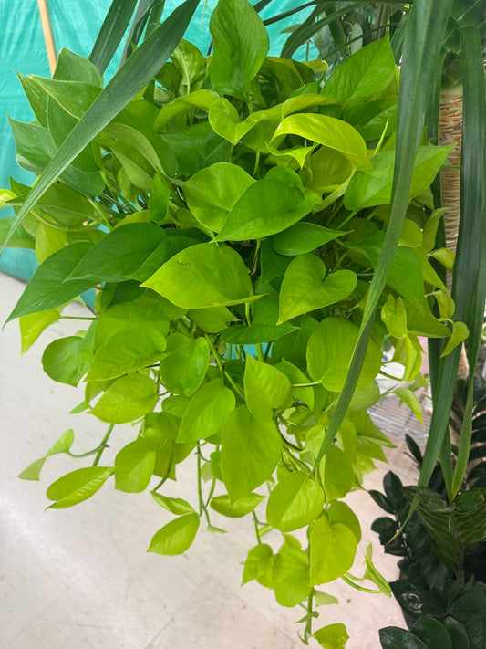 Pothos Neon 8' ST HB - real photo from the booth