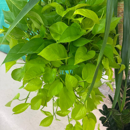 Pothos Neon 8' ST HB - real photo from the booth