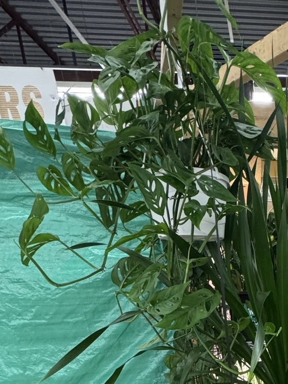 Monstera Adansonii hanging basket at the Grow Pro booth