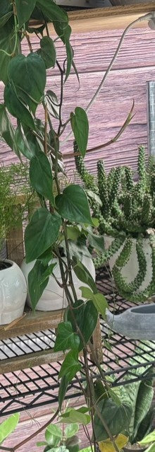 Philodendron Micans trailing at the Grow Pro booth