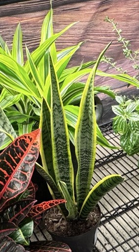 Sansevieria Laurentii at the Grow Pro booth