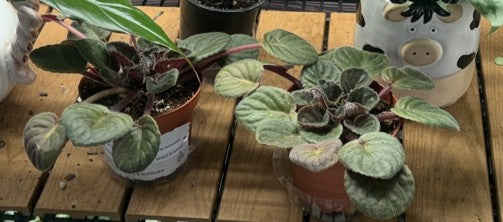 African Violets at the Grow Pro booth