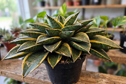 Sansevieria Birdnest Gold Snake