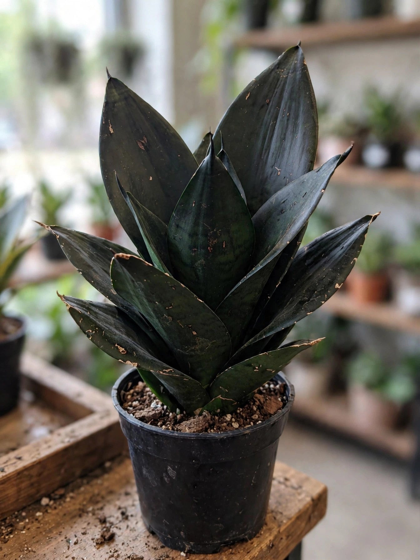 Sansevieria Black Dragon