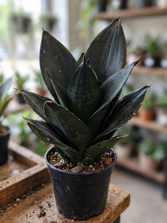 Sansevieria Black Dragon