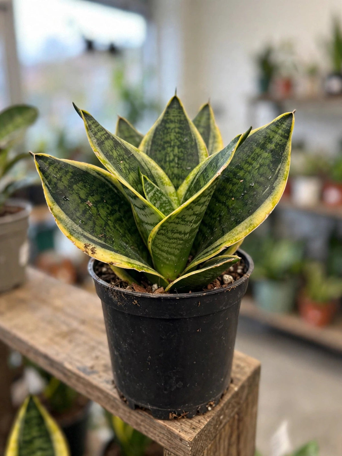 Sansevieria Black And Gold Futura
