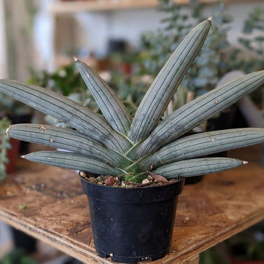 Sansevieria Boncel