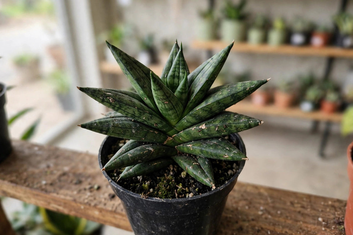 Sansevieria Power Star