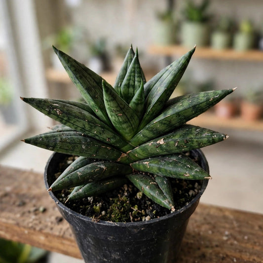 Sansevieria Power Star