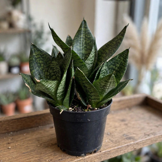 Sansevieria Robusta