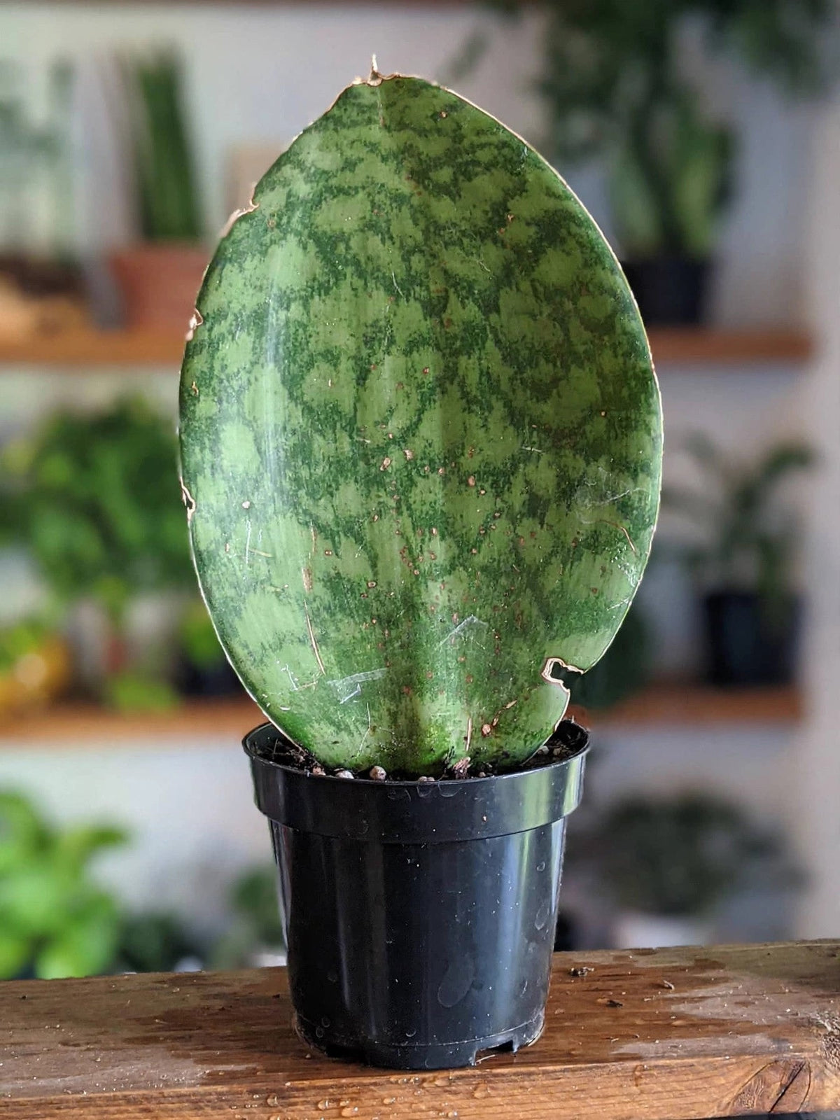 Snake Plant Sansevieria Shark Fin