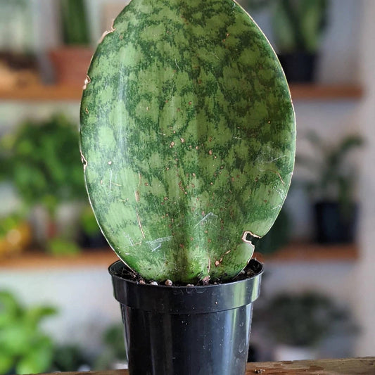 Snake Plant Sansevieria Shark Fin