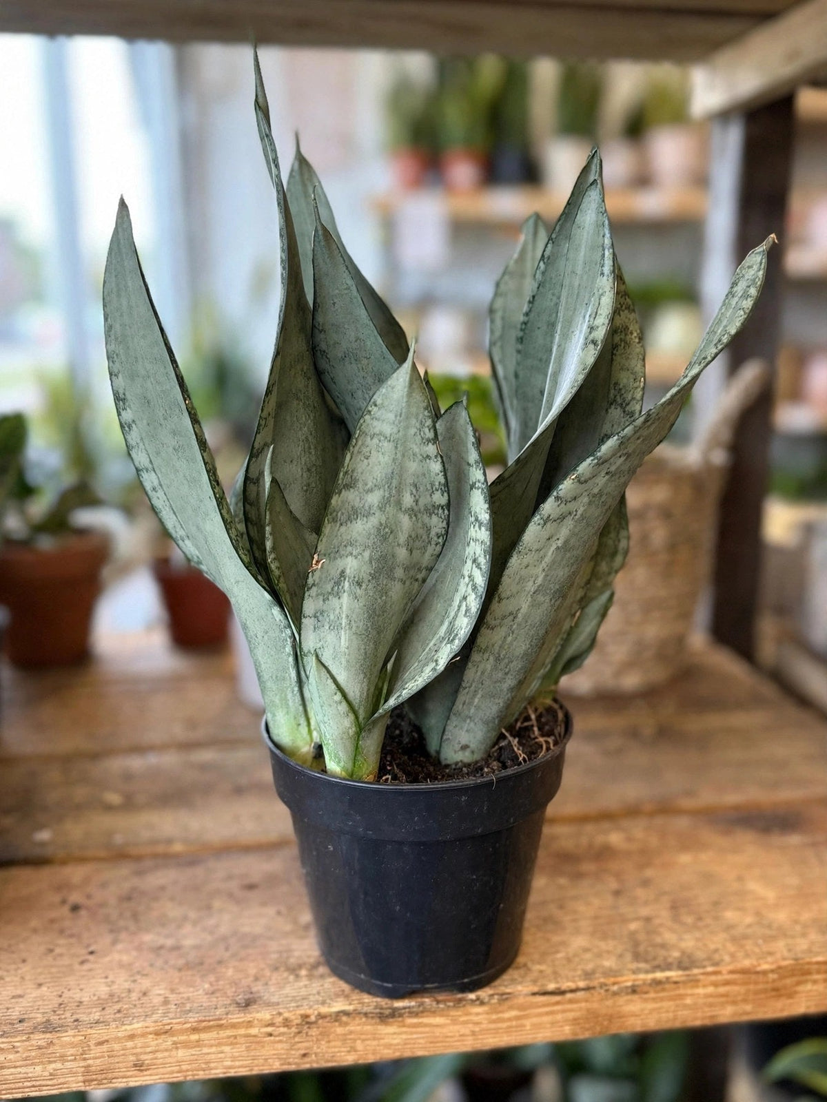 Sansevieria Silver Flame 6”