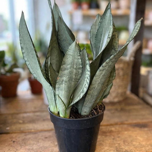 Sansevieria Silver Flame 6”