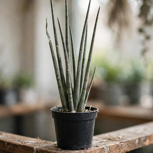 Sansevieria Tom Gracilis