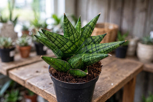 Sansevieria Yaya