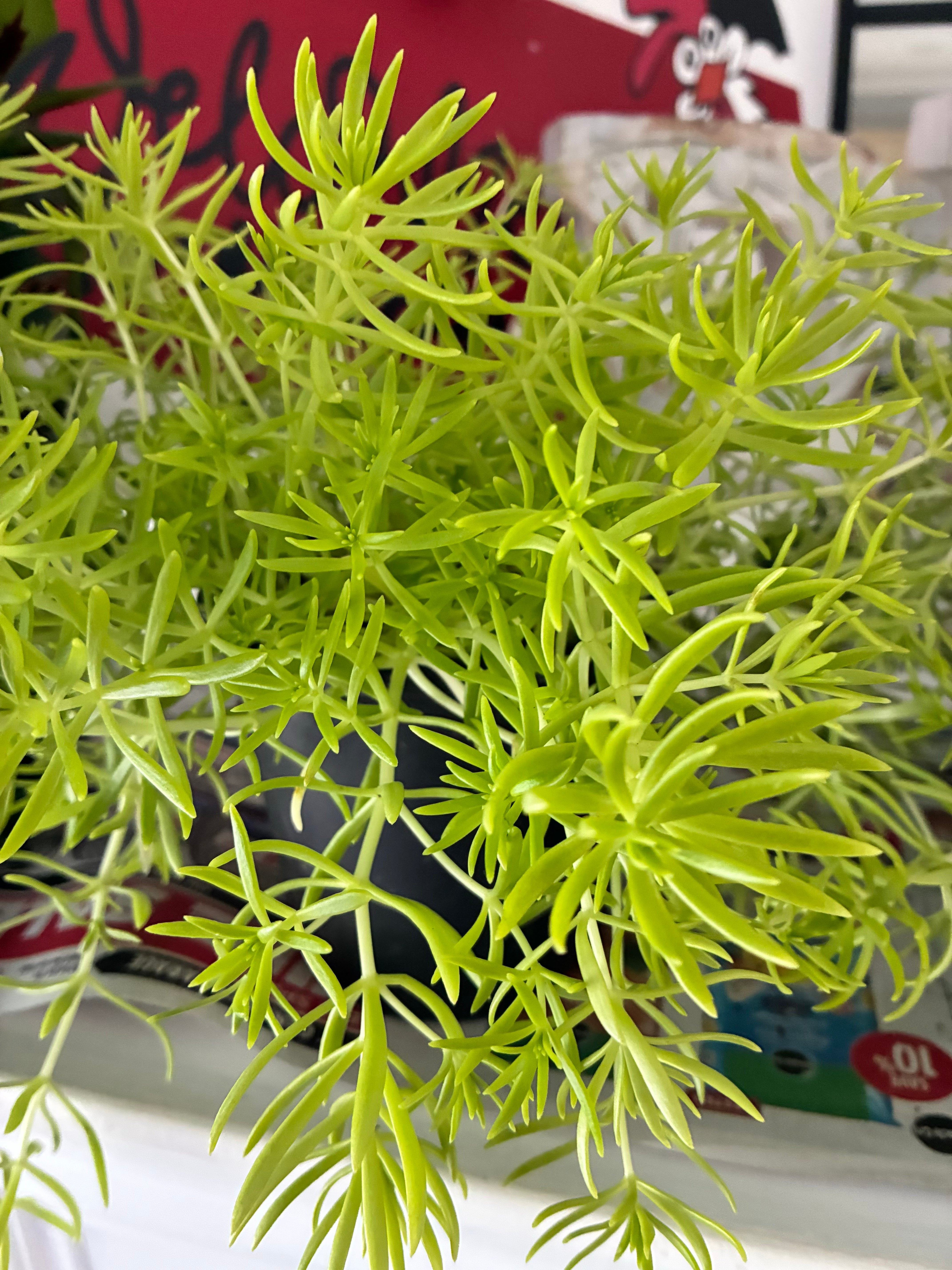 Sedum Lemon Coral 3.5" - TOXIC