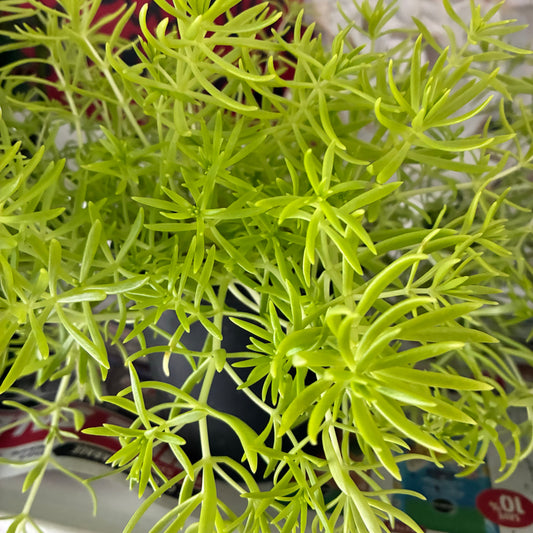 Sedum Lemon Coral 3.5" - TOXIC