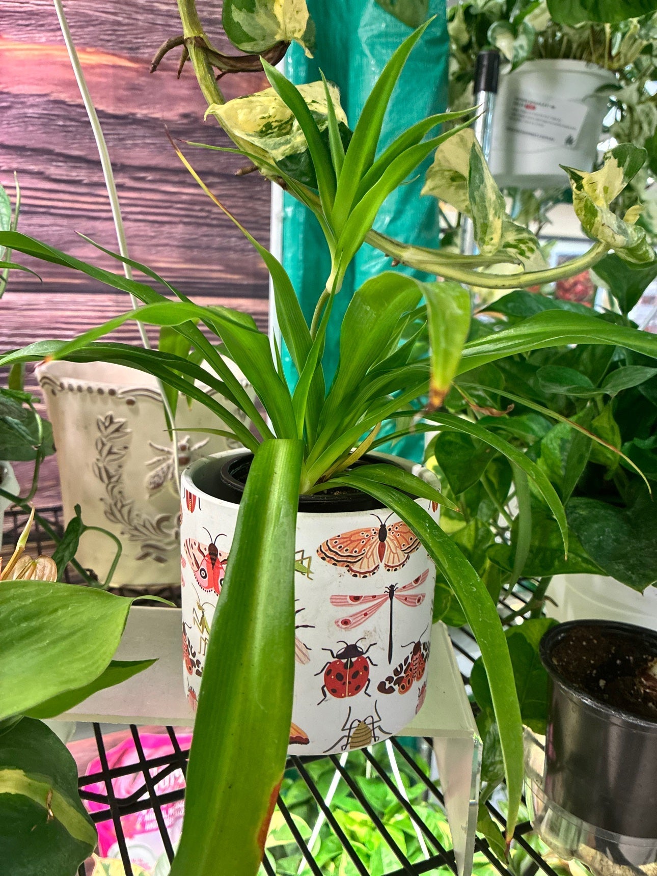 Green Spider Plant at the Grow Pro booth