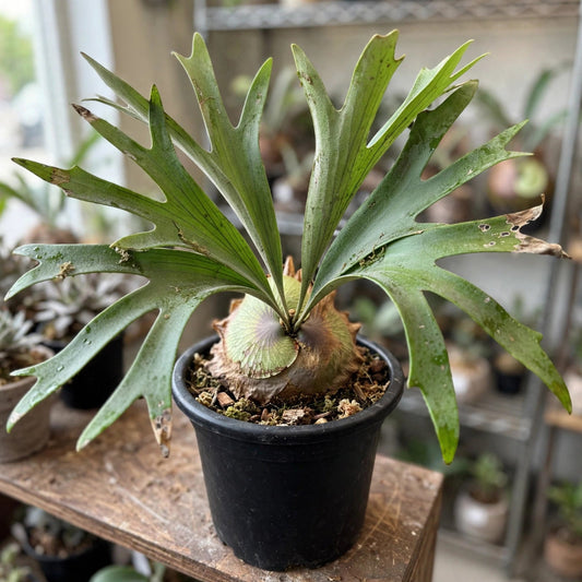 Staghorn Fern