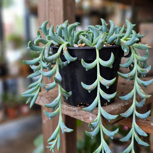String of Dolphins Succulent