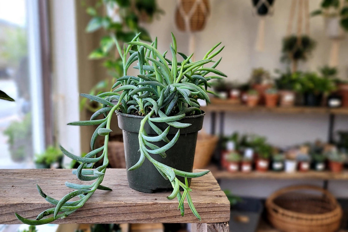 String of Fishhooks Succulent