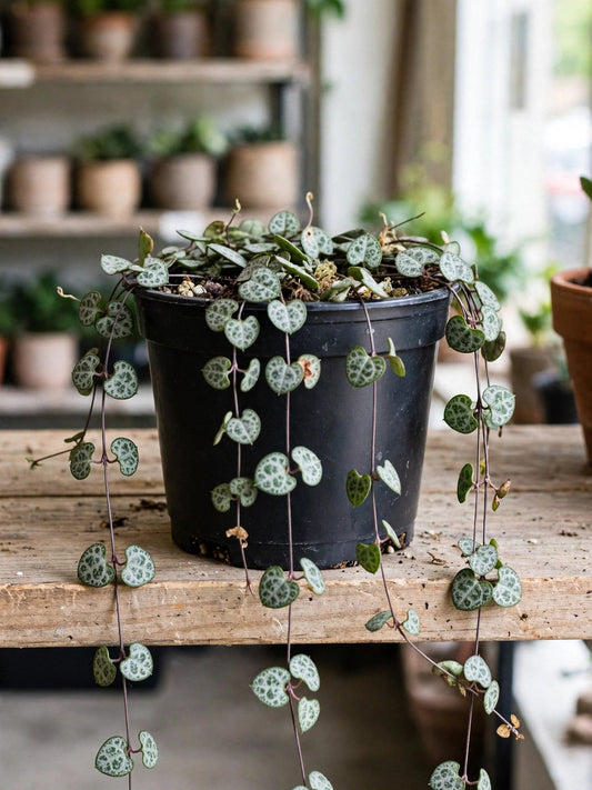 String Of Hearts