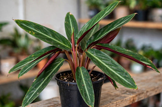 Stromanthe Sanguine Green