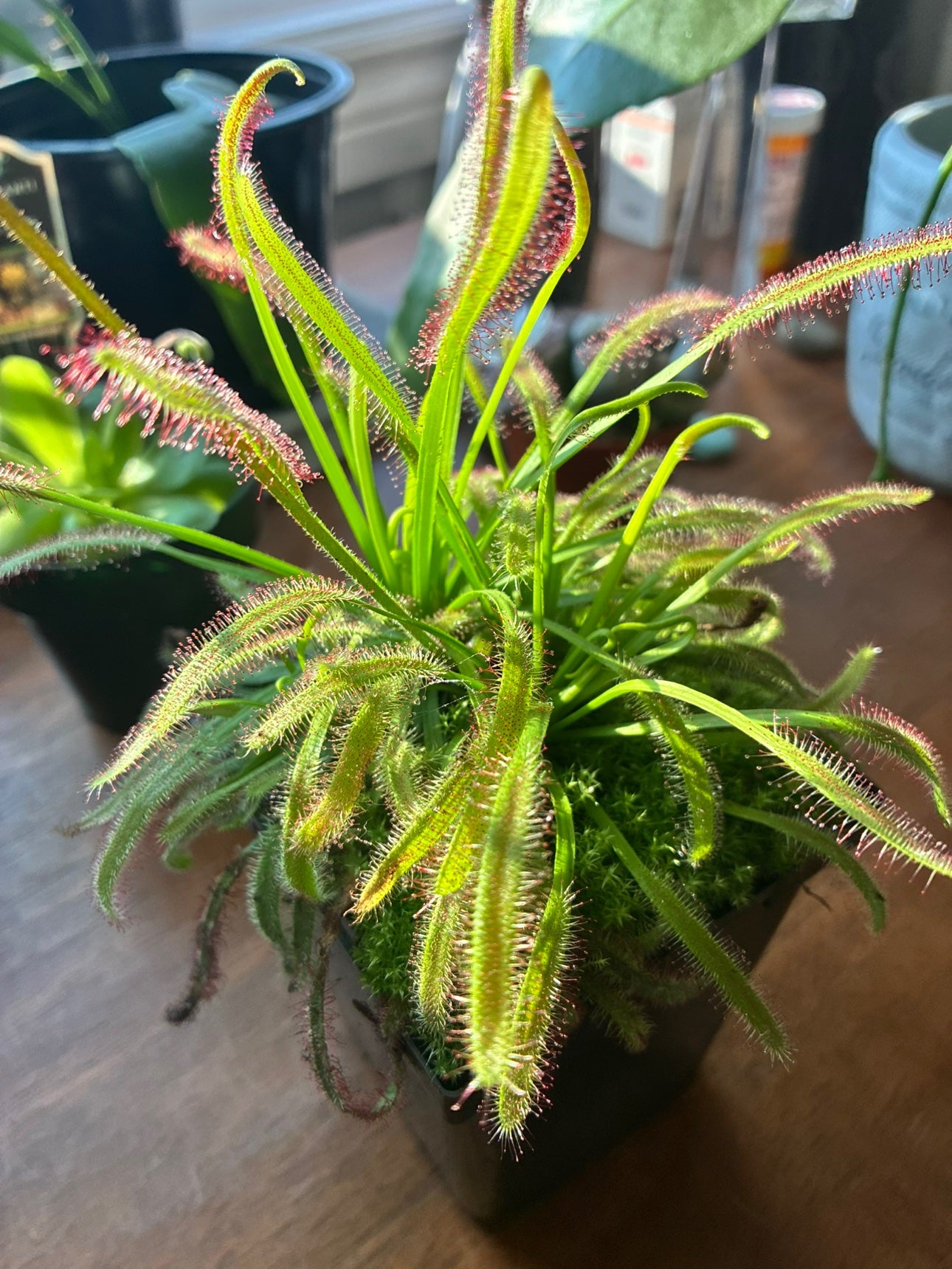 Sundew close-up with sparkling dew, real photo