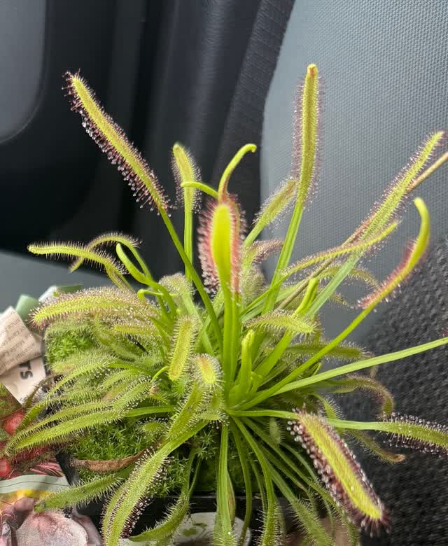 Sundew (Drosera) with sticky dew drops, real photo at Grow Pro