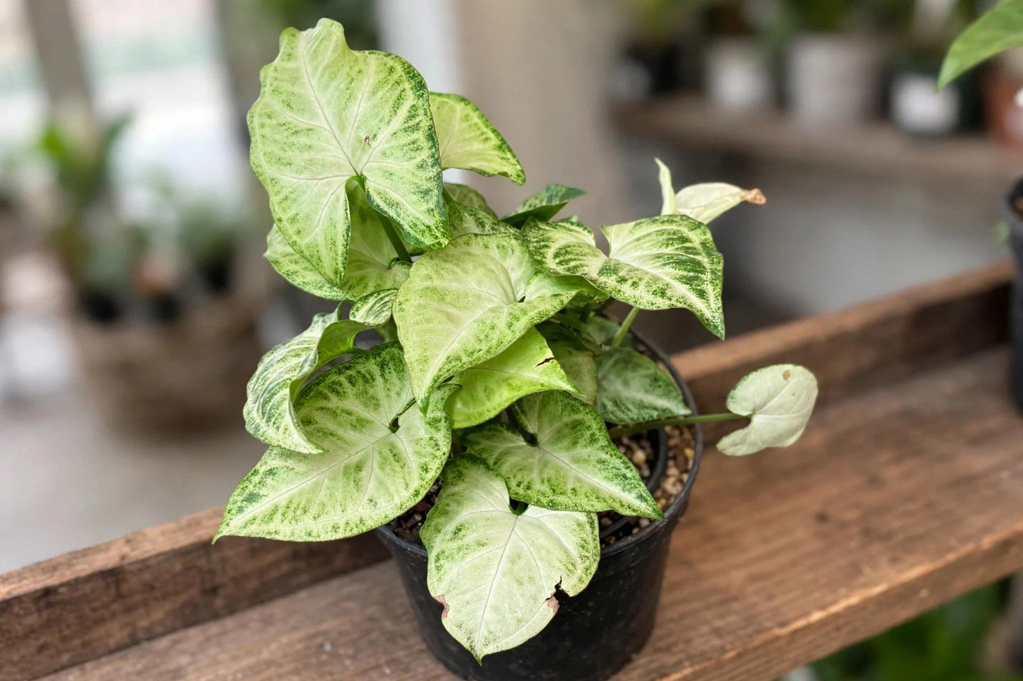 Syngonium Coffee Milk