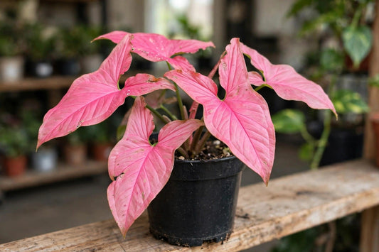 Syngonium Neon Robusta
