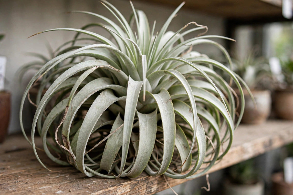 Tillandsia Air Plant Extra Large