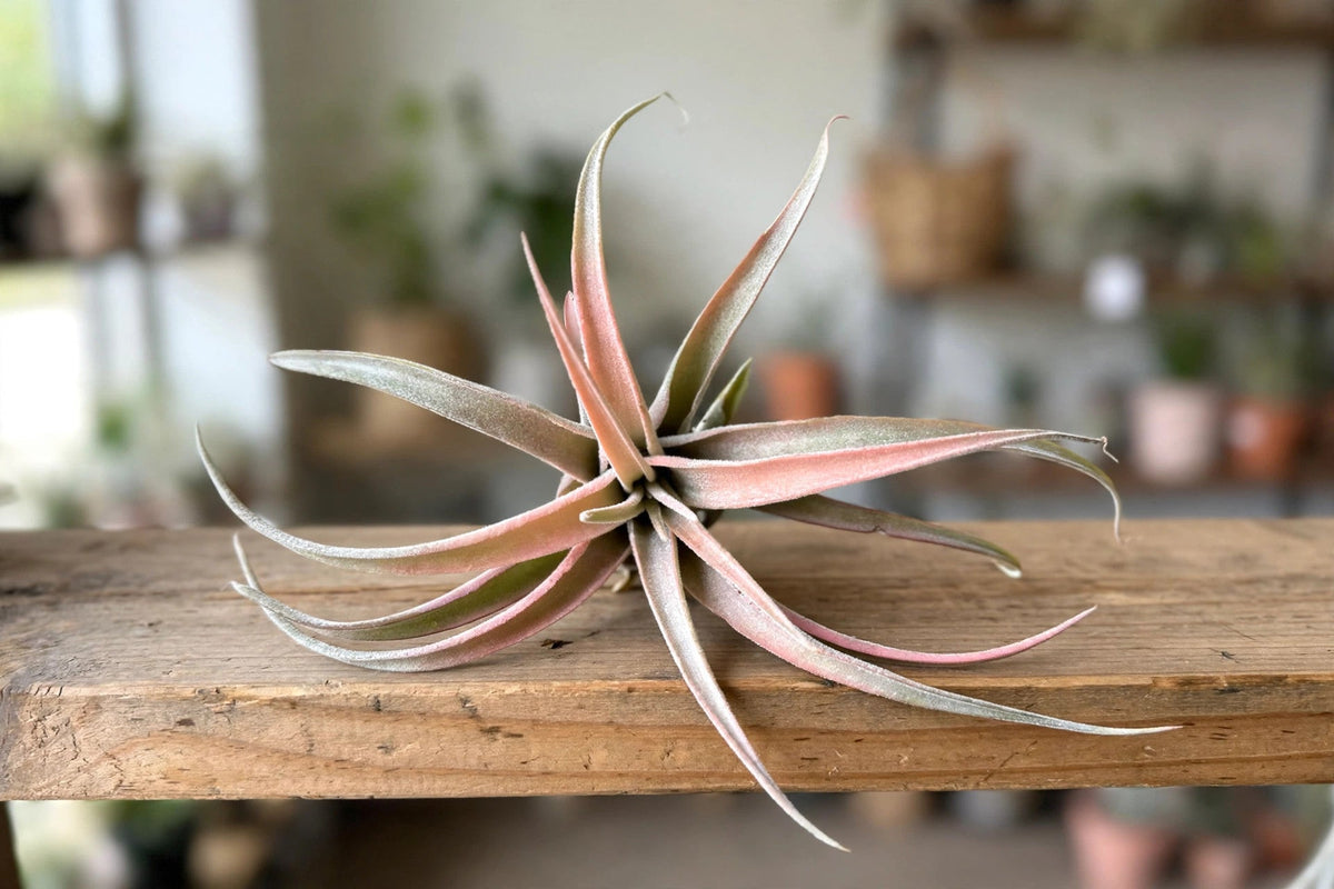 Tillandsia Air Plant Capitata Peach 2