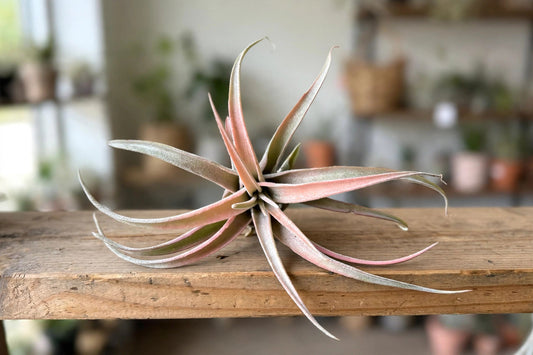 Tillandsia Air Plant Capitata Peach 2