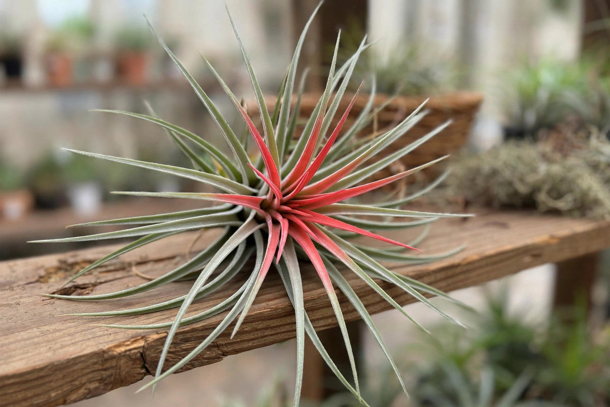 Tillandsia Air Plant Medium Red