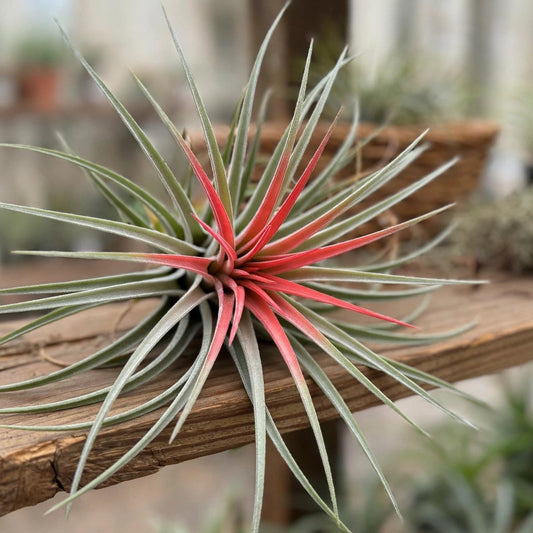 Tillandsia Air Plant Medium Red