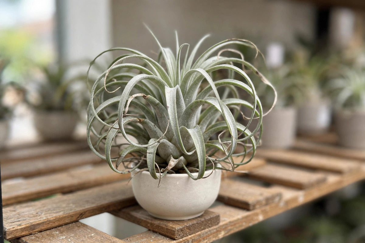 Tillandsia Air Plant Medium