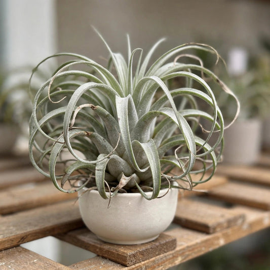 Tillandsia Air Plant Medium