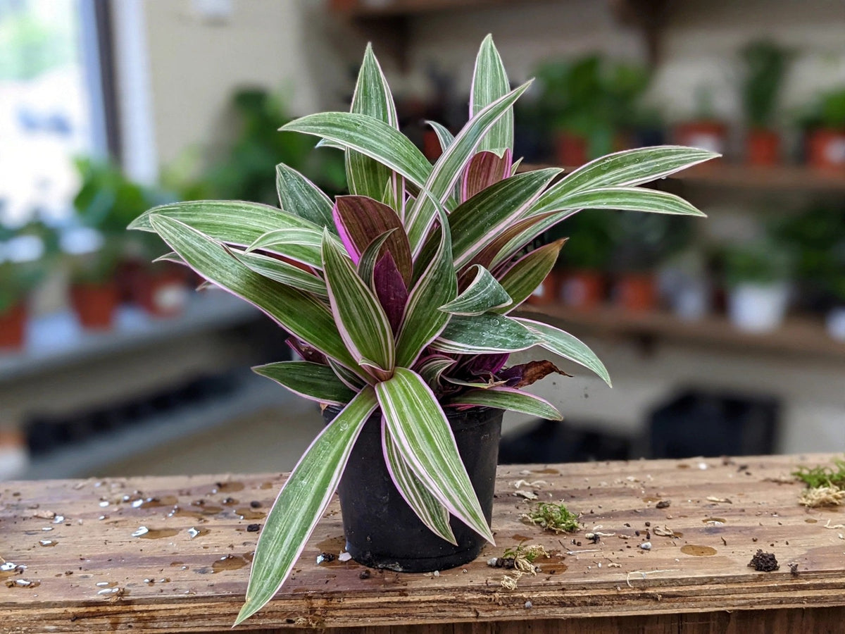 Tradescantia Rhoeo Tri Colour
