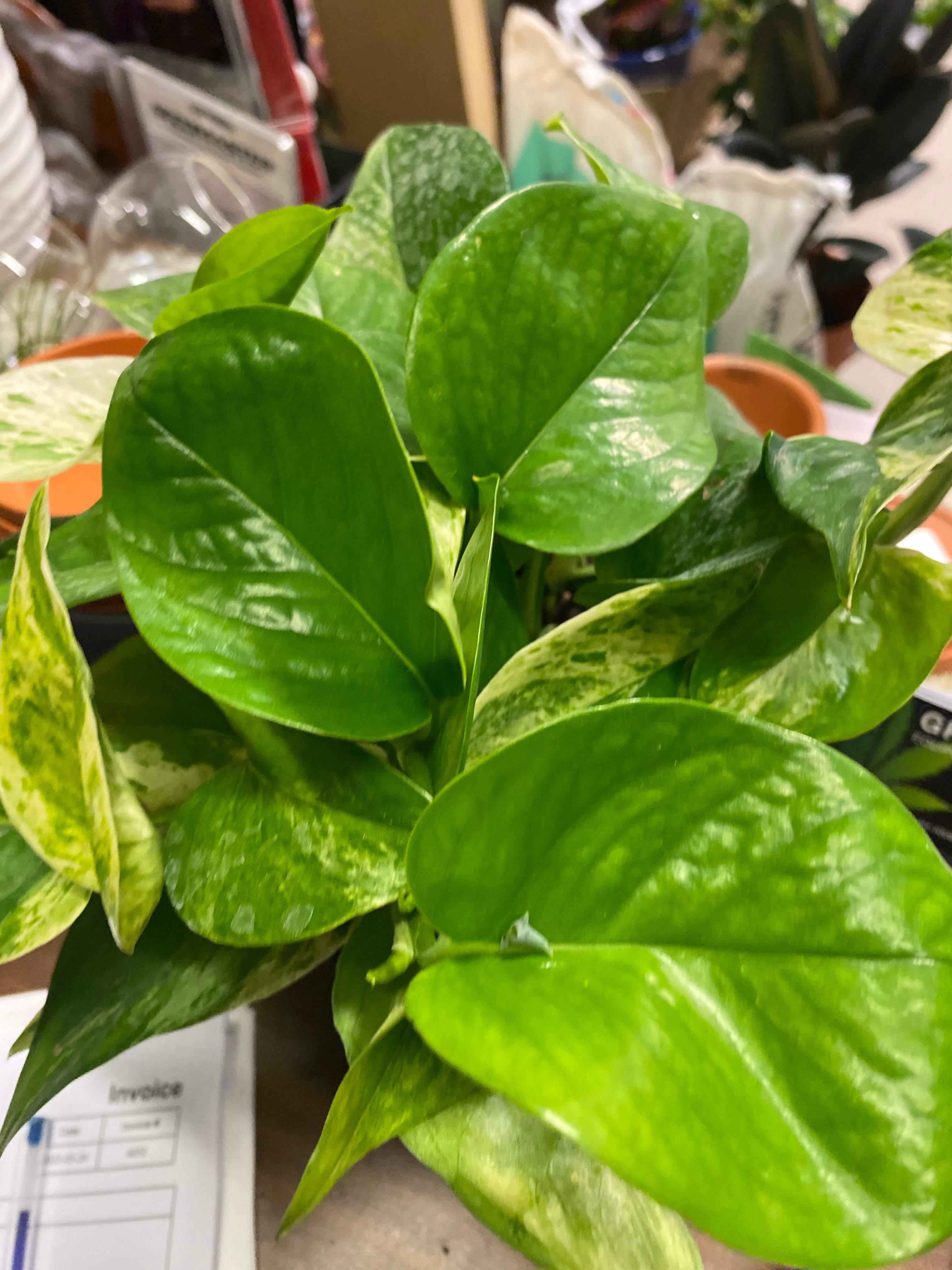 Pothos Marble Queen - Toxic various