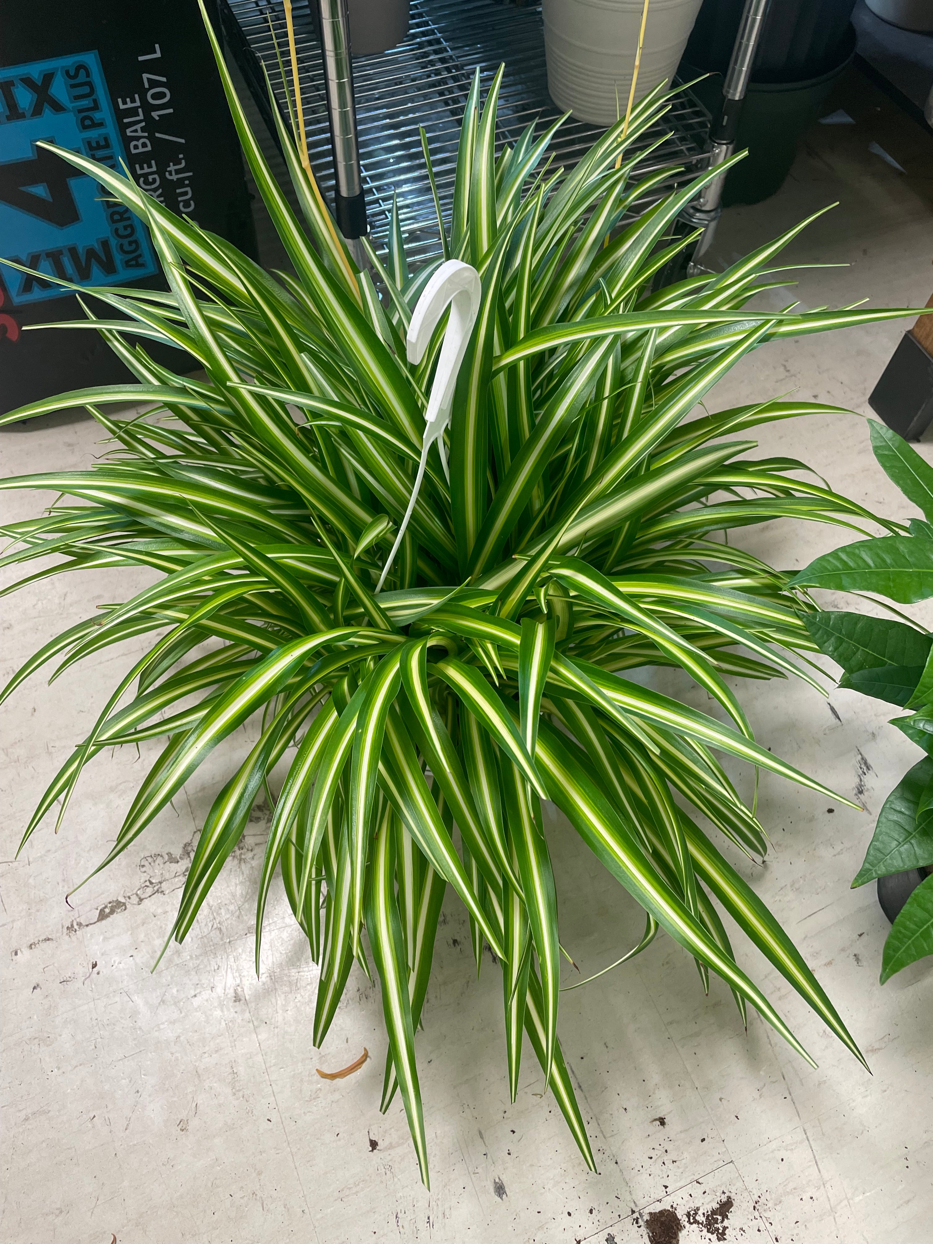 Spider Plant Regular 8" - Somewhat toxic